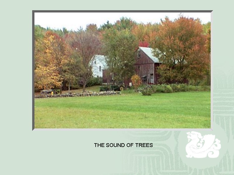 THE SOUND OF TREES